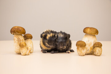 little funny guinea pig with autumn mushrooms