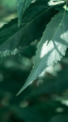 narrow long leaf close-up in cyan tones