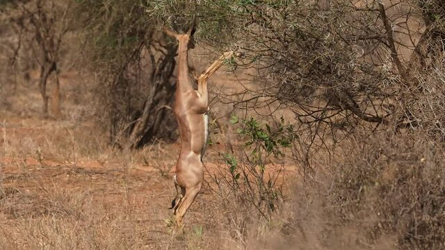 Gerenuk standing and feeding in savannah. Gerenuk - Litocranius walleri also giraffe gazelle, long-necked antelope in Africa, long slender neck and limbs, standing on hind legs during feeding leaves.