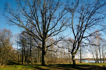 Fototapeta na wymiar Sunny day in November. Late fall. Broad-leaved plantations on the shore of the lake. Huge old oaks.