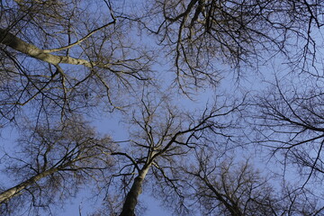 Fototapeta premium Sunny day in November. Late fall. Tops of old tall trees. Crown plants against the sky