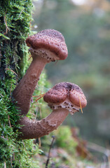 Two Honey mushrooms on the moss-covered trunk of an oak tree