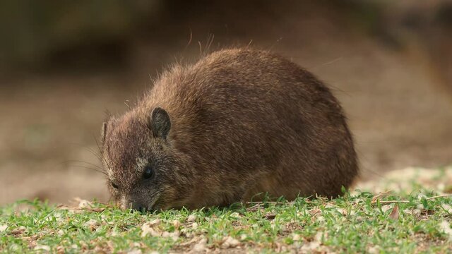 Rock Hyrax - Procavia capensis also dassie, Cape hyrax, rock rabbit and coney, medium-sized terrestrial mammal native to Africa and the Middle East, order Hyracoidea genus Procavia.
