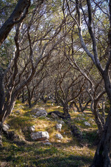 olive grove on the island of Corfu, Greece