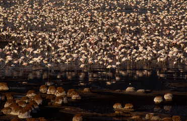 Flamant nain,. Phoeniconaias minor, Lesser Flamingo, Nids,  Parc national, Lac Bogoria, Kenya