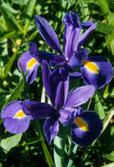 Iris, Iris 'Blue Magic'