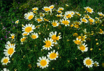 Fototapeta premium Marguerite en couronne, Chrysanthenum coronarium 'Discol'