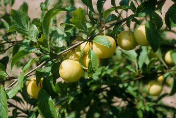 Prunier, Prune, Prunus domestica 'Mirabelle de Nancy'