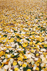 Fallen autumn leaves