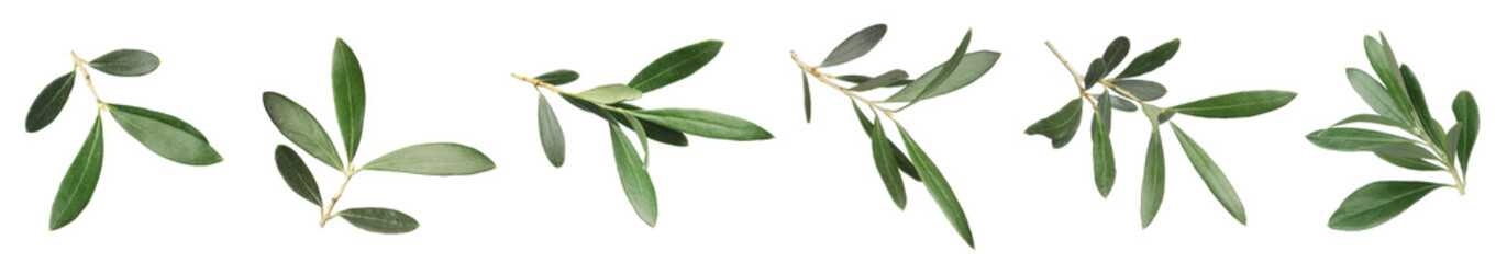 Set with fresh green olive leaves on white background. Banner design