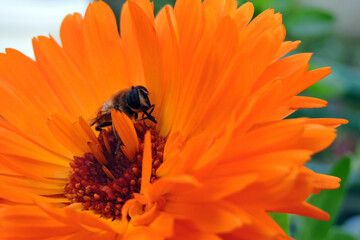 A close-up of a bee sitting on an orange pot marigold flower and cleaning its proboscis, blurred green background

