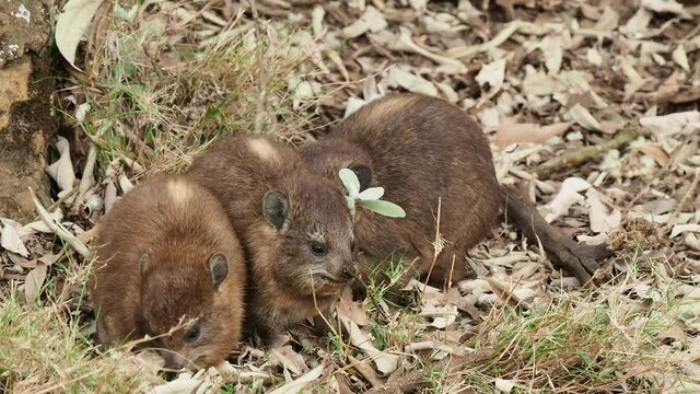 Rock Hyrax - Procavia capensis also dassie, Cape hyrax, rock rabbit and coney, medium-sized terrestrial mammal native to Africa and the Middle East, order Hyracoidea genus Procavia.