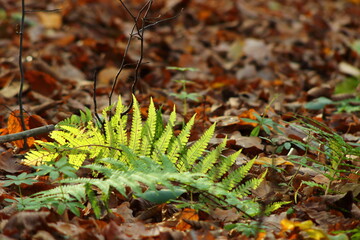 Fern in the autumn forest.