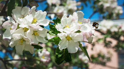 blossoming branch of Apple tree in spring garden