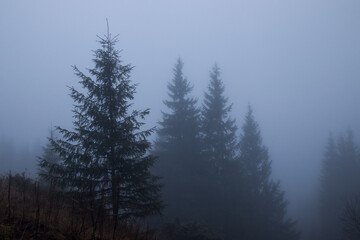 fog in the mountains on a forest road