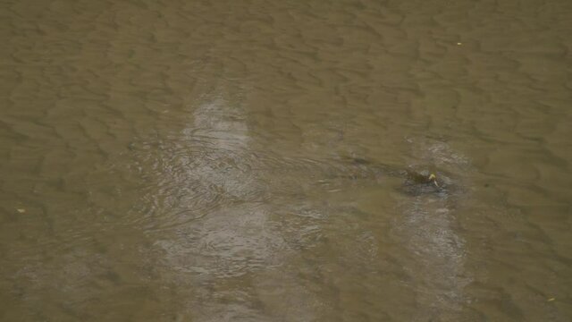 Close up of quiet flowing river with transparent waters and sand bottom