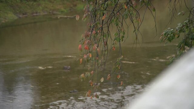 Birch branch with some autumn leaves on out of focus cloudy river background