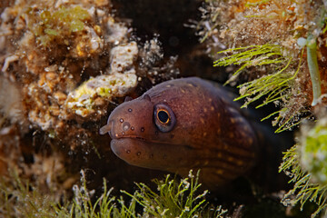 Juvenile moray eel (Muraena helena)