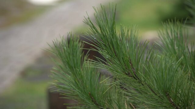 Close up of summer pine branch in raindrops on out of focus background