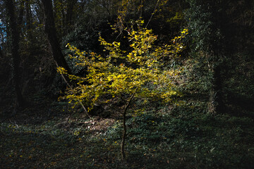 Arbuste aux feuilles jaunes