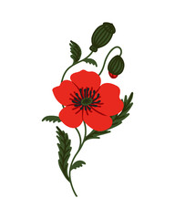 Big Red Poppy with Buds and green Leaves. Bright Wildflower. Remembrance day and Anzac Day symbol. Hand drawn graphic Floral illustration for Summer design. Simple Vector botanical element isolated