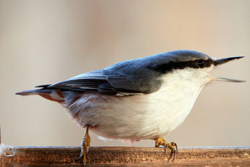 Common nuthatch. Nuthatch sits on the edge of the feeder. Botanical Garden, Moscow, Russia.
