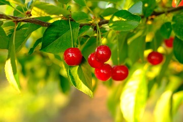 Bunch of ripe red cherries growing on cherry tree in orchard. Organic cherries on tree before harvesting, close up. Fruit.cherry on the tree, High vitamin C and antioxidant fruits. Fresh organic on