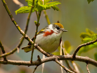 Chestnut-sided Warbler
