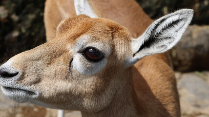 close up of a male impala - obrazy, fototapety, plakaty