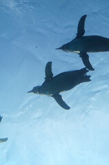 Penguins swimming like flying in the pool