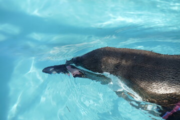 Penguins swimming like flying in the pool