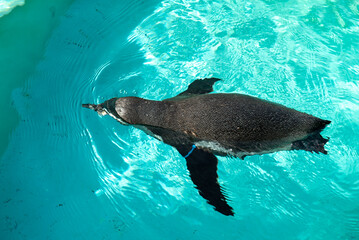 Penguins swimming like flying in the pool