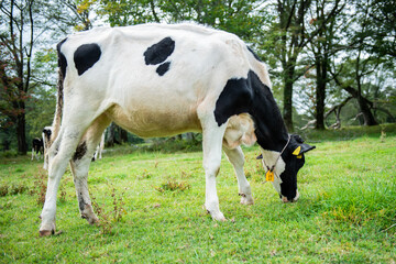長野県戸隠牧場の放牧された乳牛
