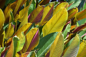 Colorful canna leaves in Asian garden in the afternoon of the day. - obrazy, fototapety, plakaty