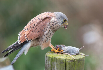 Kestrel