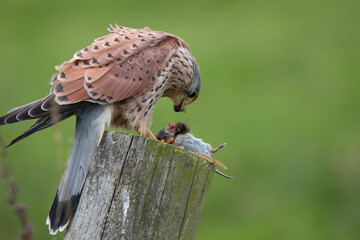 Kestrel