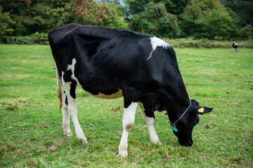 長野県戸隠牧場の放牧された乳牛