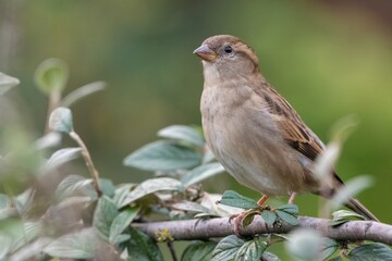 Female house sparrow (Passer domesticus) perches on a branch in a UK garden