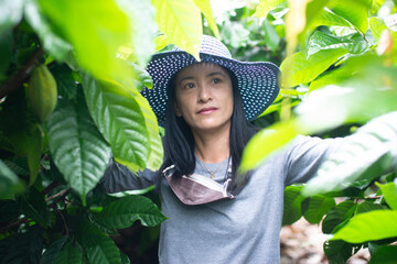Asian female farmer Harvested cocoa in cocoa fields happily