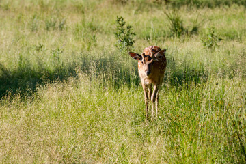 Young bambi deer approaches camera, close-up. Shy curious fallow baby deer in sunny summer day. Spotted deer foal on background of green grass in contact-petting zoo, national park