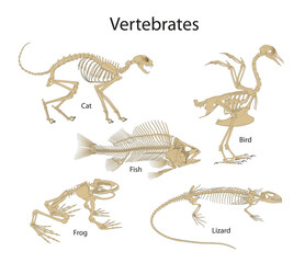 Vertebrates are animals with backbones