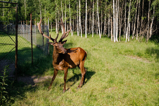 Arschgeweih Bilder Durchsuchen 1,968 Archivfotos, und