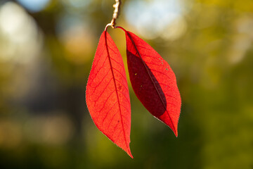 Obraz premium A branch with red leaves in autumn, in the light of sunset. Selective focus