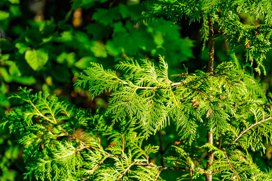 Evergreen Fern Growing Wild In Northern Michigan - Close Up Of A Fern Branch In Late Afternoon Sun In Late Summer.