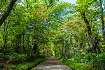 戸隠神社奥社　参道