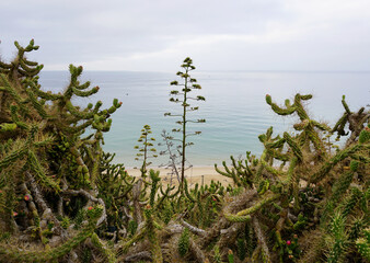 Beautiful wild cactus with tranquility sea background
