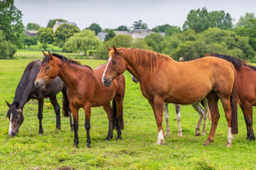 Fototapeta premium Herd of horses at Sougeal swamp in Brittany, France.