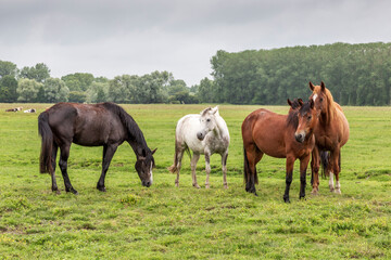 Herd of horses at Sougeal swamp in Brittany, France.