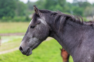Obraz premium Herd of horses at Sougeal swamp in Brittany, France.