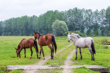 Herd of horses at Sougeal swamp in Brittany, France.
